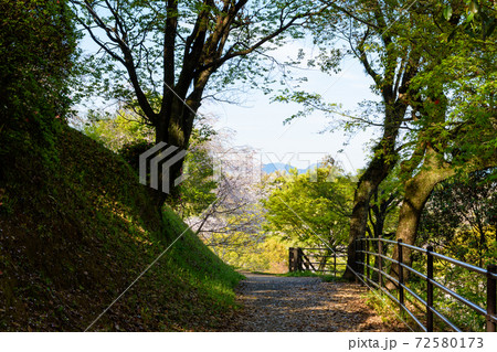 桜 最高に美しい晴天空と美しい桜公園 3000本の桜並木 桜咲く季節 菊池公園 熊本県菊池市 桜 最高に美しい晴天空と美しい桜公園 3000本の桜並木 桜咲く季節 菊池公園 熊本県菊池市 72580173