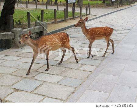 奈良公園のシカ 72580235