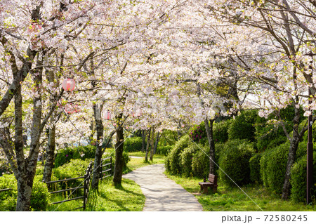桜　最高に美しい晴天空と美しい桜公園　　3000本の桜並木　桜咲く季節　菊池公園　熊本県菊池市 72580245