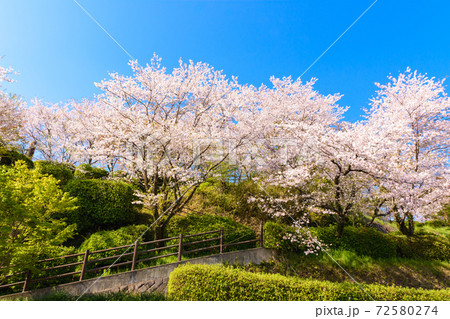 桜 最高に美しい晴天空と美しい桜公園 3000本の桜並木 桜咲く季節 菊池公園 熊本県菊池市 桜 最高に美しい晴天空と美しい桜公園 3000本の桜並木 桜咲く季節 菊池公園 熊本県菊池市 72580274