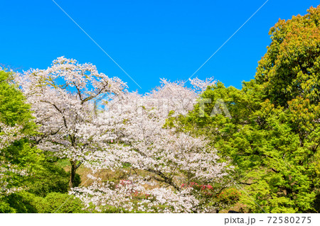 桜　最高に美しい晴天空と美しい桜公園　　3000本の桜並木　桜咲く季節　菊池公園　熊本県菊池市 72580275
