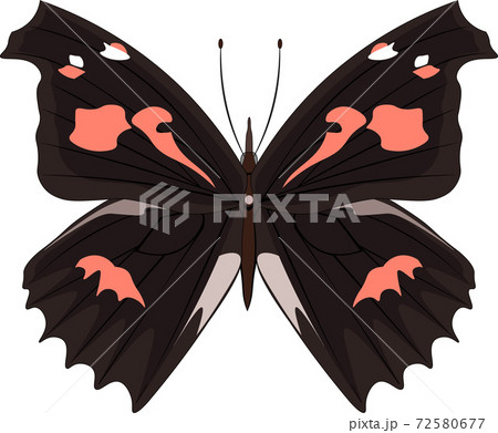 テングチョウ イラスト テングチョウ イラスト 72580677