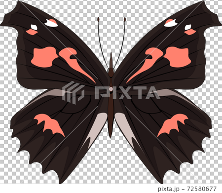 テングチョウ イラスト テングチョウ イラスト 72580677