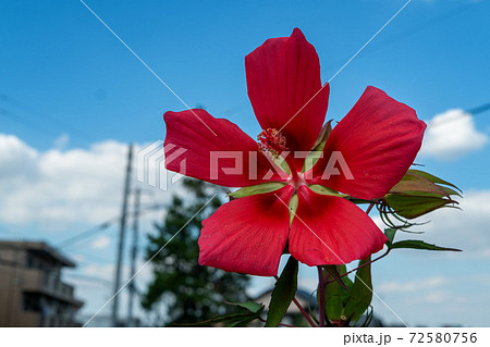 紅葉葵 72580756