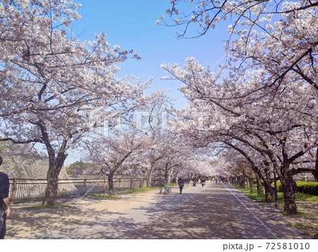 桜並木道　大阪城公園にて 72581010