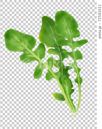 Watercolor illustration arugula 72581011