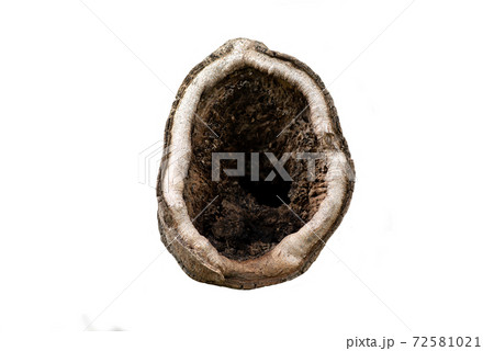 Large hollow in a tree on white background with clipping path. The tree is in the city garden. 72581021