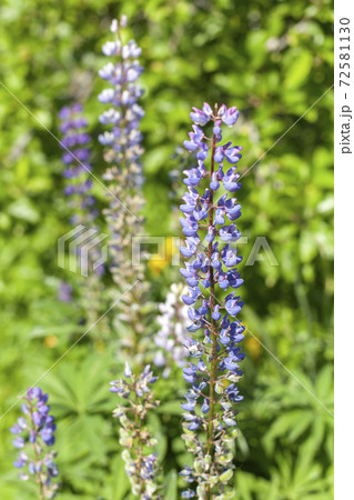 Lupine flowers at sunny day, vertical photo 72581130