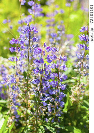Bright lupine flowers at sunny summer day 72581131