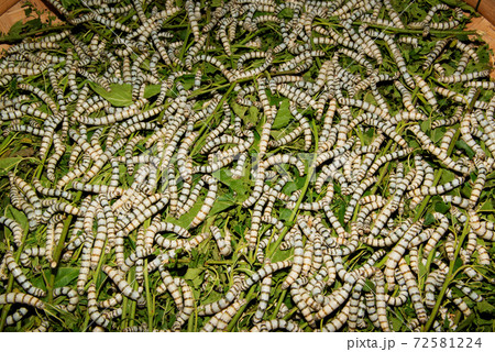 Age 5 Silkworms larvae feed on green mulberry leaves. In a large bamboo tray. 72581224