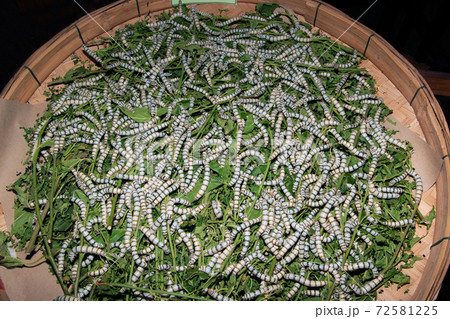 Age 5 Silkworms larvae feed on green mulberry leaves. In a large bamboo tray. 72581225