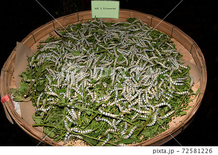 Age 5 Silkworms larvae feed on green mulberry leaves. In a large bamboo tray. 72581226