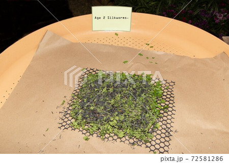 Age 2 Silkworms larvae feed on green mulberry leaves. In a large bamboo tray. 72581286