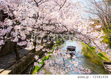 滋賀県近江八幡 八幡堀の桜 滋賀県近江八幡 八幡堀の桜 72581456