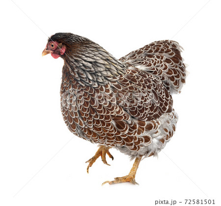 Wyandotte chicken in studio 72581501