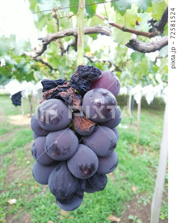 晩腐病になった巨峰 72581524