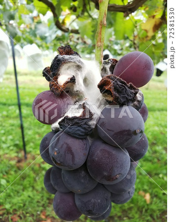 晩腐病の巨峰 72581530