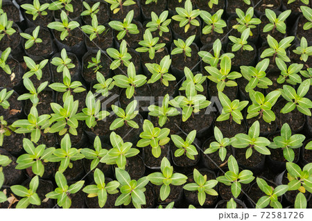 A texture or background sprout of a Madagascar Periwinkle in a plastic pack on the floor. 72581726