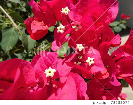 ピンク色のブーゲンビリアの花 ピンク色のブーゲンビリアの花 72582074