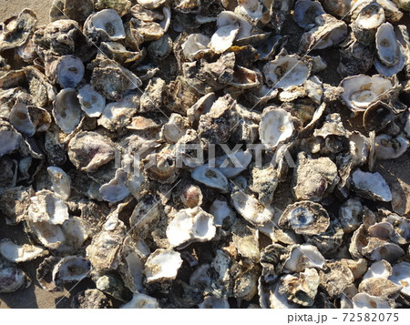 砂浜に敷き詰められた貝殻 72582075