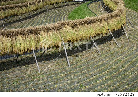 稲木干し 72582428