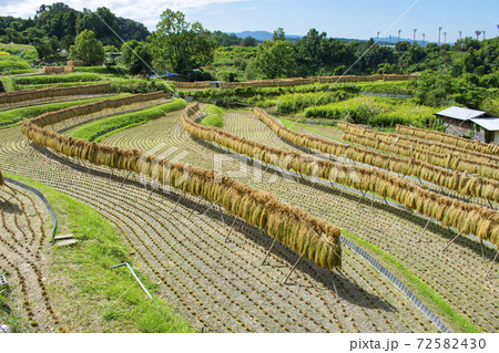 千早赤阪村の棚田の写真素材