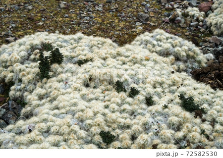 南米ペルーの秘境アンデス山脈に突如現れるレインボーマウンテン(ビニクンカ山)高山植物と動物 南米ペルーの秘境アンデス山脈に突如現れるレインボーマウンテン(ビニクンカ山)高山植物と動物 72582530