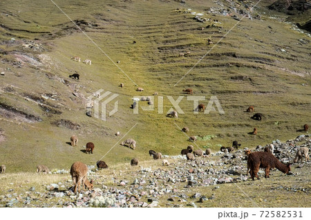 南米ペルーの秘境アンデス山脈に突如現れるレインボーマウンテン（ビニクンカ山）高山植物と動物 72582531