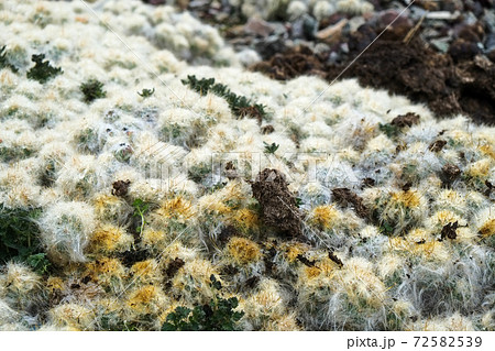 南米ペルーの秘境アンデス山脈に突如現れるレインボーマウンテン(ビニクンカ山)高山植物と動物 南米ペルーの秘境アンデス山脈に突如現れるレインボーマウンテン(ビニクンカ山)高山植物と動物 72582539