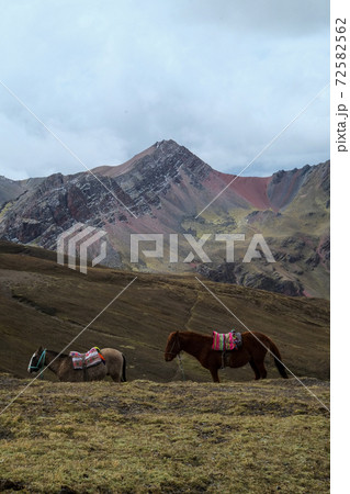 南米ペルーの秘境アンデス山脈に突如現れるレインボーマウンテン（ビニクンカ山）高山植物と動物 72582562