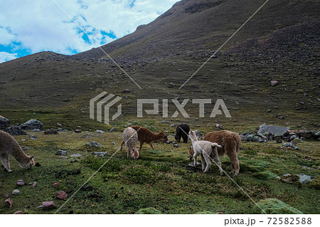 南米ペルーの秘境アンデス山脈に突如現れるレインボーマウンテン(ビニクンカ山)高山植物と動物 南米ペルーの秘境アンデス山脈に突如現れるレインボーマウンテン(ビニクンカ山)高山植物と動物 72582588