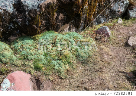 南米ペルーの秘境アンデス山脈に突如現れるレインボーマウンテン(ビニクンカ山)高山植物と動物 南米ペルーの秘境アンデス山脈に突如現れるレインボーマウンテン(ビニクンカ山)高山植物と動物 72582591