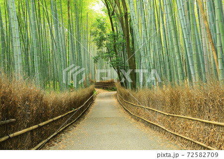 京都嵐山・嵯峨野　竹林の道 72582709