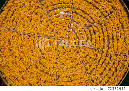 Silkworms cocoon in bamboo weave tray. Cocoons of Thai silkworm growing in bamboo trays. Silkworm is a source of silk thread and silk fabric. Silkworms cocoon in bamboo weave tray. Cocoons of Thai silkworm growing in bamboo trays. Silkworm is a source of silk thread and silk fabric. 72582955