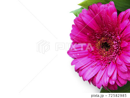 Bright gerbera flowers on a white background 72582985