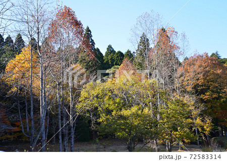 秋の山縣有朋記念館 #72 秋の山縣有朋記念館 #72 72583314