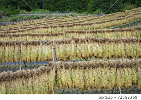 稲木干し 72583369