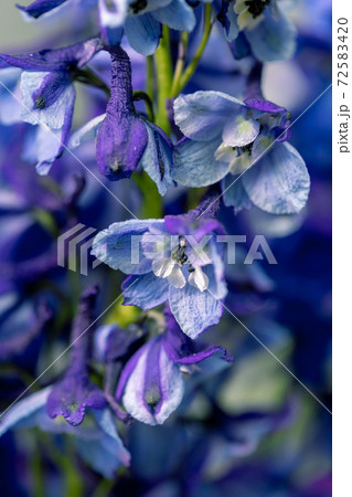 close up delphinium flowers and space for your text. Celebration card. 72583420