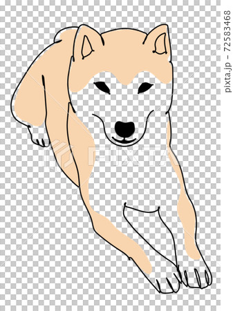 伏せの姿勢の柴犬　線画 72583468