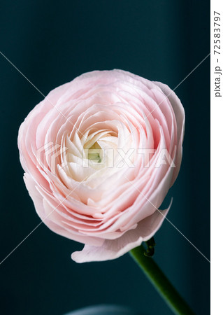 Close-up highlighting the beautiful details ranunculus. floral letter illustration, event invites, floral backdrops 72583797