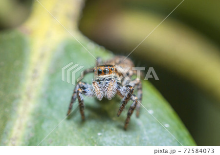 ネコハエトリ 72584073