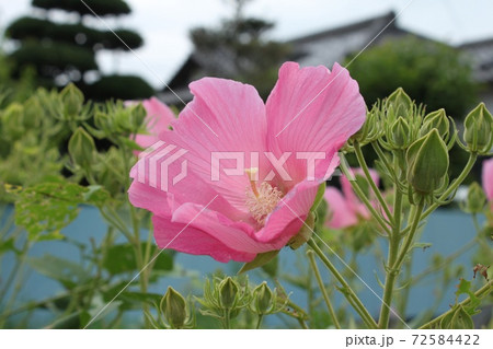 芙蓉 芙蓉 72584422
