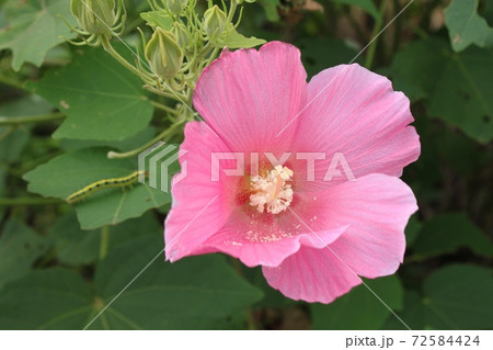 芙蓉 芙蓉 72584424