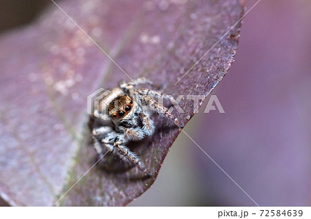 ネコハエトリ ネコハエトリ 72584639