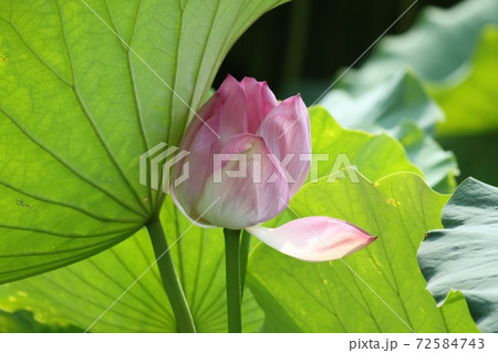 蓮の花 蓮の花 72584743