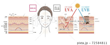 Cross section of the skin 1 front Cross section of the skin 1 front 72584811
