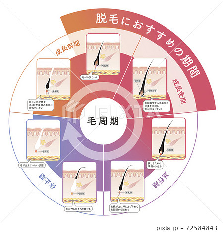Cross section of the skin 19 front 72584843