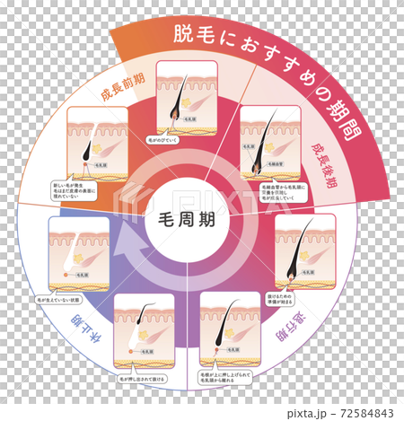 Cross section of the skin 19 front 72584843