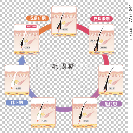 女生 女孩 女性 72584844