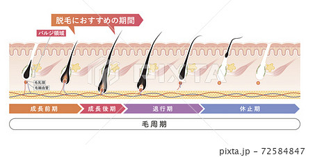 Cross section of the skin 20 front 72584847